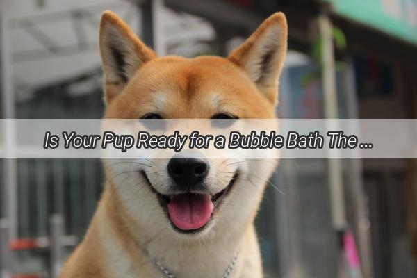 Is Your Pup Ready for a Bubble Bath The Truth About Bathing Your Dog at 73 Days Old